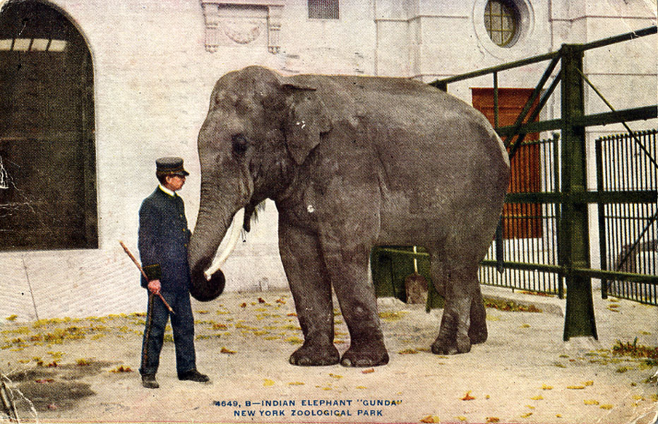 Les Zoos dans le Monde Bronx Zoo — free download