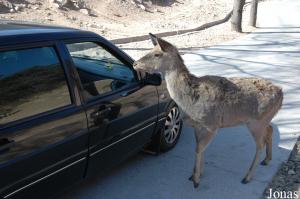 Cerf sika