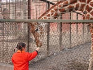 Girafe et jeune Chinoise