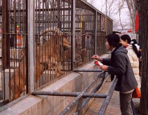 Visiteur nourrissant un mouflon