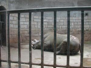 Rhinocéros blanc dans la maison des pachydermes