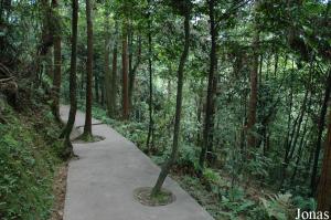 Couvert végétal et allée des visiteurs