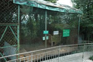 Enclos des dholes
