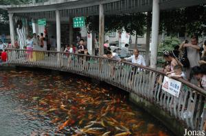 Bassin des poissons rouges