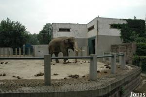 Enclos des éléphants asiatiques