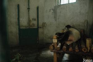 Une des loges du bâtiment des pandas adultes