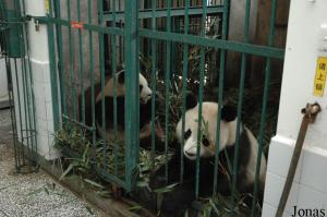 Une des loges du bâtiment des pandas adultes