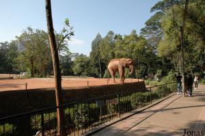 Enclos de l'éléphant africain mâle