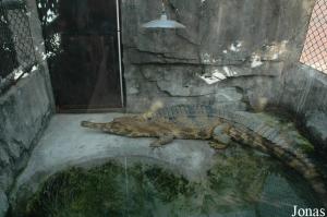 Enclos d'un faux-gavial de Malaisie