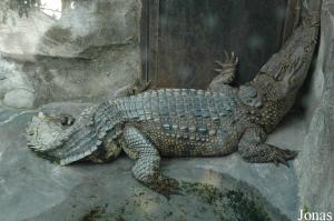 Crocodile indopacifique à la queue difforme