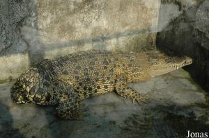 Crocodile du Nil amputé de sa queue