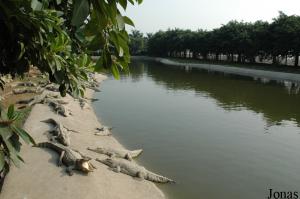 Bassin d'élevage des crocodiles