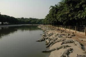 Bassin d'élevage des crocodiles