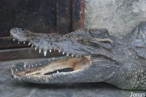 Crocodile du Siam (Crocodylus siamensis) à la mâchoire inférieure non formée