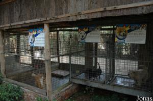 Cages des chiens