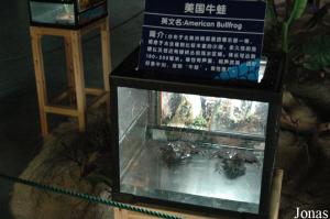 Terrarium des grenouilles-taureaux