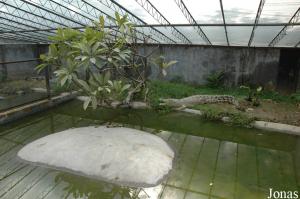 Bassin d'un crocodile indopacifique