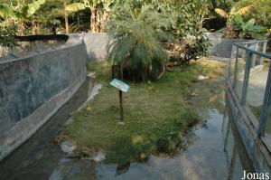 Bassin des héosémydes géantes