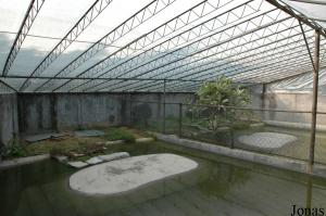 Bassin des alligators de Chine, des chélydres serpentines et des tortues alligators
