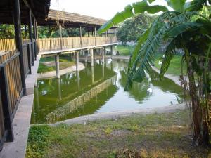 Installation des crocodiles