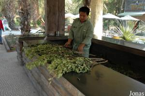 Branchages à vendre pour nourrir les girafes