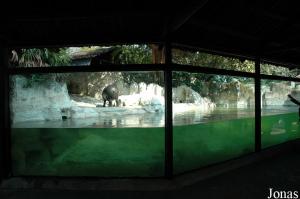 Installation des hippopotames nains