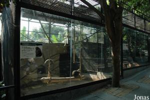 Cage des macaques bruns