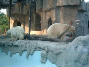 Installation des ours polaires