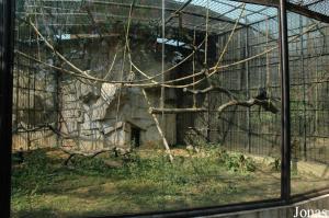 Une des cages des semnopithèques à tête blanche