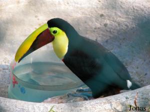 Toucan de Swainson