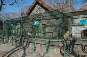 Cages des chiens