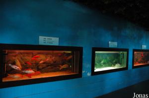 Aquariums