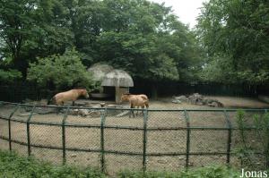 Enclos des chevaux de Przewalski