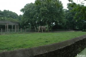 Enclos des éléphants asiatiques