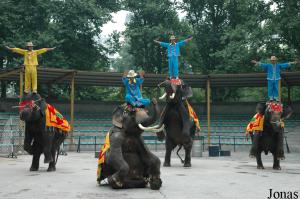 Éléphants asiatiques en spectacle