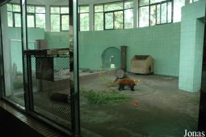 Loges intérieures des petits pandas