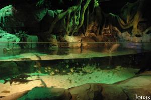 Bassin des poissons spatules