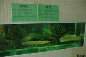 Aquarium