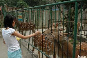 Cerfs sikas et jeune visiteuse les nourrissant