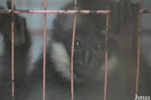 Jeune gibbon à favoris blancs