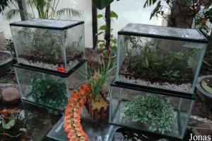 Terrariums des phasmes