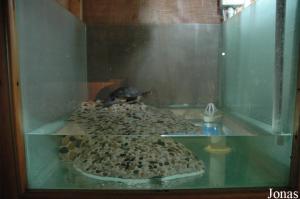 Paludarium de l'émyde mutique (Mauremys mutica)