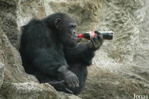 Chimpanzé mâle adepte de Coca-Cola