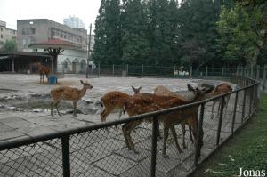 Enclos des cerfs sikas et des poneys chinois