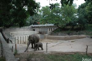 Installation des éléphants asiatiques