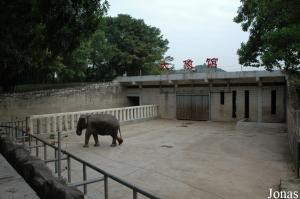 Installation des éléphants asiatiques