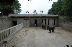 Installation des éléphants asiatiques