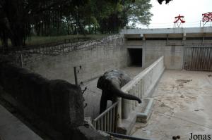 Installation des éléphants asiatiques