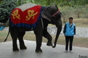 Zone de photographies avec un éléphant