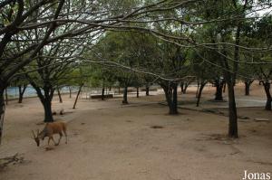 Enclos pour poneys, élands du Cap et oryx algazelles